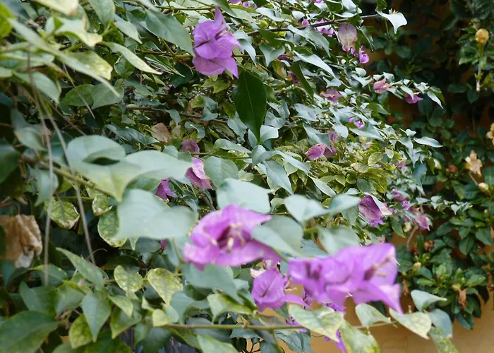 Mas De Bernis 1888 L'Aldea
